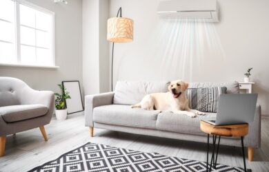 Pies w domu z klimatyzacją